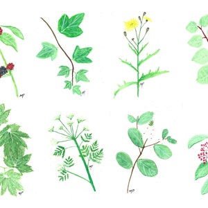 Impresión digital de acuarela de plantas nativas del noroeste del Pacífico / Naturaleza de la vid / Arte mural descargable / Decoración del hogar / Noroeste del Pacífico / Regalo personal