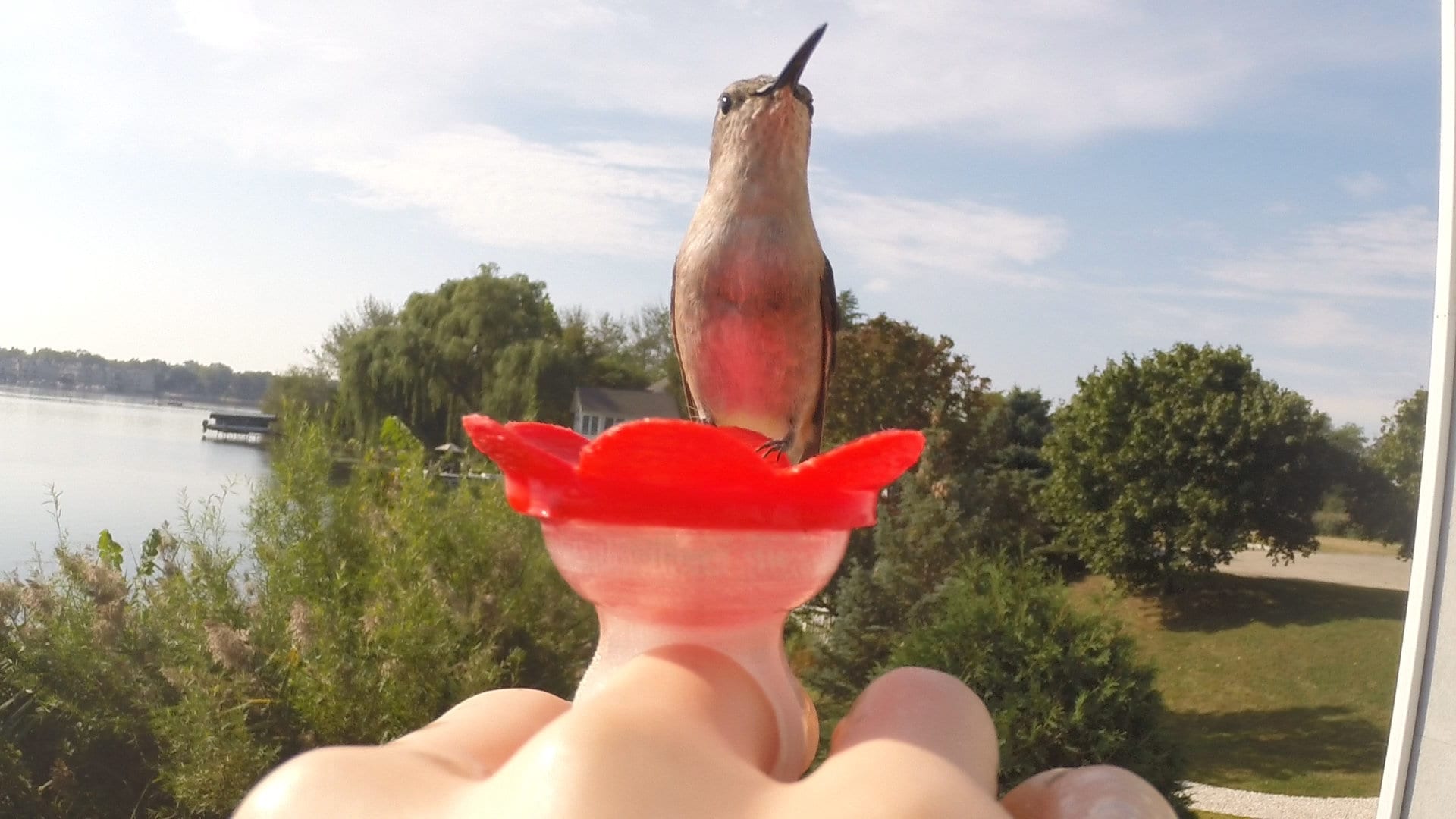 Zummr hummingbird ring feeder sale
