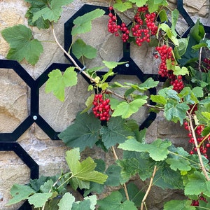 May include: A close-up of a redcurrant bush growing on a stone wall with a black metal trellis. The redcurrants are ripe and ready to be picked.