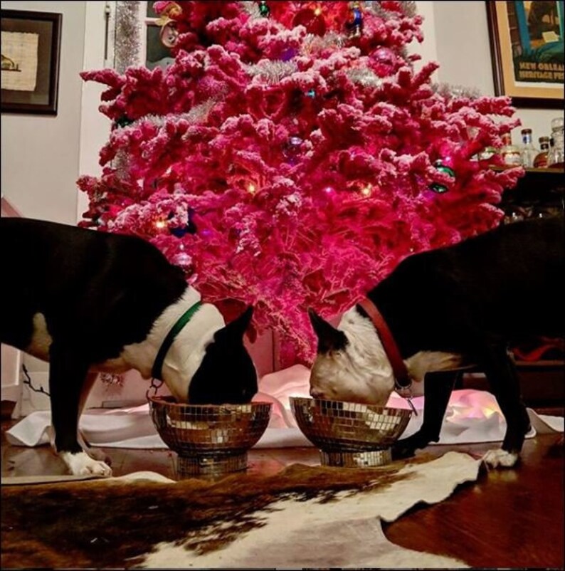 unique dog dishes