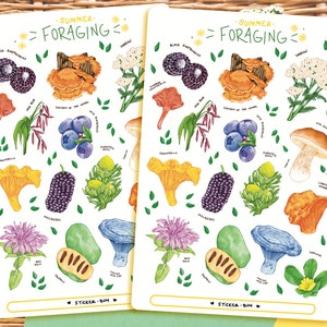 Stickervel zomer foerageren | Dagboekstickers | Plannerstickers | Plakboeken | Stationair | Bulletjournaal | Botanische illustratie