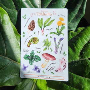 Op de afbeelding: Een stickerblad met illustraties van verschillende eetbare planten en paddenstoelen, waaronder morieljes, fiddlehead-varens, brandnetels, vogelmuur, wilde viooltjes, ramsons, wilde look, wilde asperges, paardenbloemen en wijnkapjes. Het stickerblad heeft de tekst "Spring Foraging" bovenaan en "Sticker-Bun" onderaan.