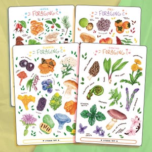 May include: Four illustrated foraging guides featuring seasonal plants and fungi. Each guide is labeled with a season and includes detailed drawings of edible plants, mushrooms, and flowers. The guides are titled "Winter", "Fall", "Summer", and "Spring".