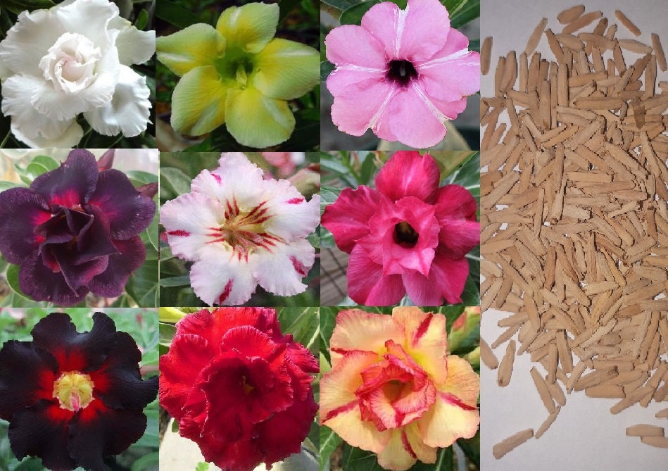 Адениум дома интернет магазин семян. Адениум Обесум Mix. Семена Adenium Obesum Mixed Colors Mix. Адениум сингл. Адениум сингл микс.