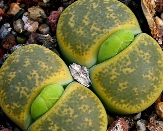 20 Samen Kaktus Lithops Karasmontana Blumen Lebendiger Stein