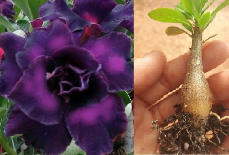 Rare Black Purple White Desert Rose Roots Adenium Obesum Flower Perennial Mat