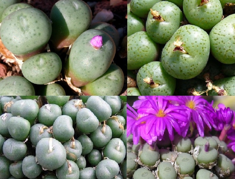 Conophytum Minutum 20 Seeds Mesemb Succulent