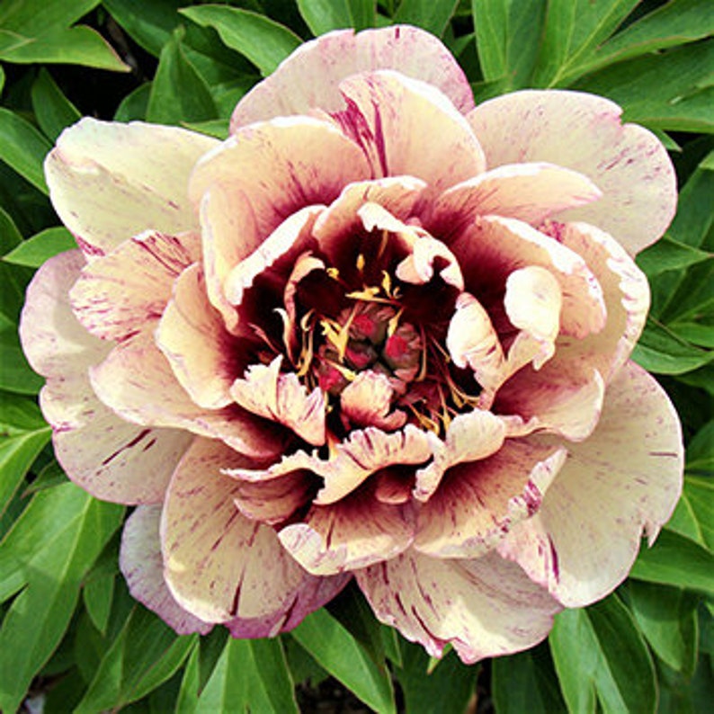 Not Seeds Beautiful Peony Candy Stripe Healthy Root Plant Perennial Flowers Plants Home Garden Paladiosimara Com Br Not Seeds Beautiful Peony Candy Stripe Healthy Root Plant Perennial Flowers Plants Home Garden Paladiosimara Com Br