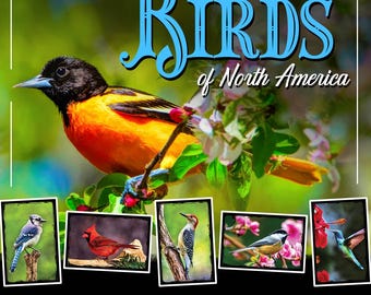 Birds of North America Postcards | Set of 13 | 4x6
