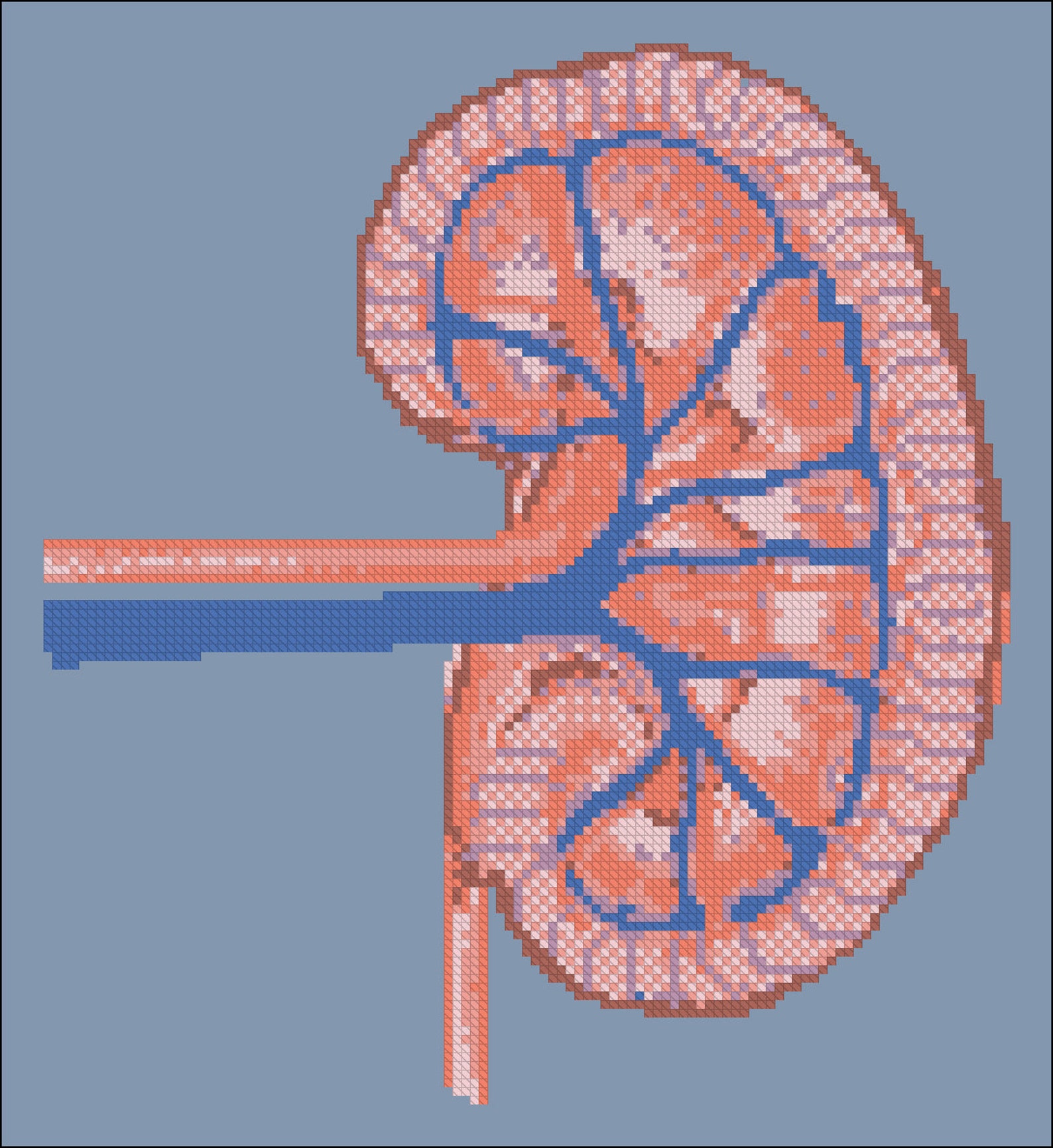 Kidney Cross Stitch Pattern Organ Anatomy Cross Stitch Etsy