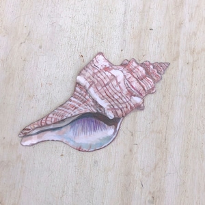 Puede incluir: Una gran concha rosa y blanca con forma de espiral. La concha tiene una superficie texturizada y un interior morado.