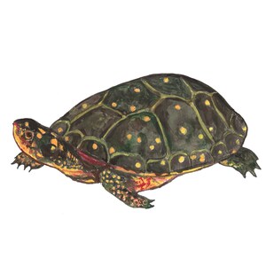 May include: A spotted turtle with a dark green shell and a red and orange underside. The turtle is painted in a realistic style.