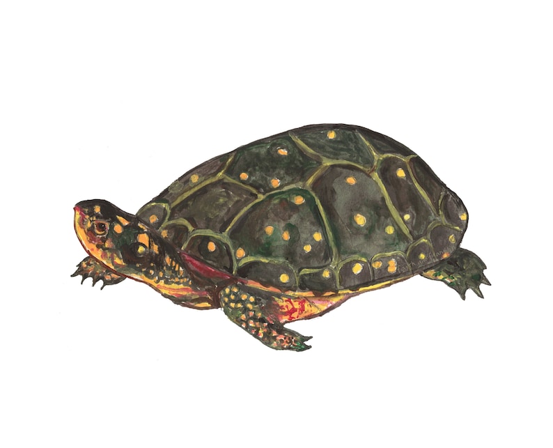 May include: A spotted turtle with a dark green shell and a red and orange underside. The turtle is painted in a realistic style.