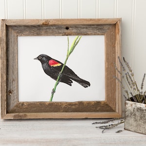 Impresión de mirlo de ala roja, mirlo de ala roja, impresión de mirlo, pintura de mirlo, impresiones de aves, pintura de aves, decoración de aves, arte de pared de aves