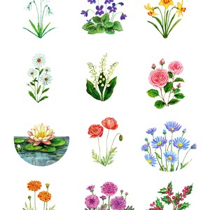 May include: Watercolor painting of various flowers, including snowdrops, violets, daffodils, daisies, lily of the valley, roses, water lilies, poppies, daisies, chrysanthemums, and holly berries.