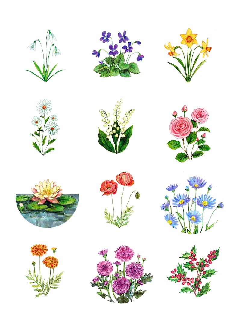 May include: Watercolor painting of various flowers, including snowdrops, violets, daffodils, daisies, lily of the valley, roses, water lilies, poppies, daisies, chrysanthemums, and holly berries.
