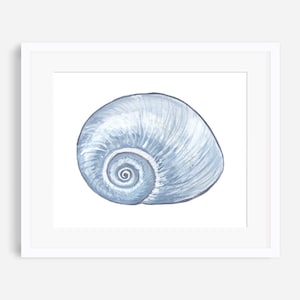 May include: A watercolor painting of a light blue seashell with a spiral pattern.
