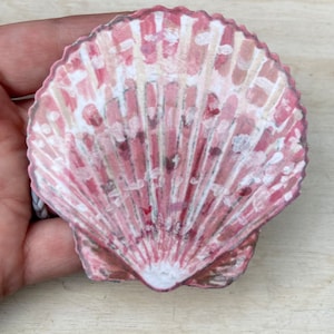 May include: A pink and white seashell with a textured surface. The shell is closed and has a fan-like shape.
