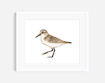 Sandpiper painting, sandpiper print, sandpiper wall art, sanderling, shorebird wall decor, beach print, beach nursery print, ocean nursery