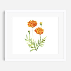 Marigold print, October birth flower print, botanical print, flower wall decor, orange floral wall art, nursery art, October birthday gift image 2