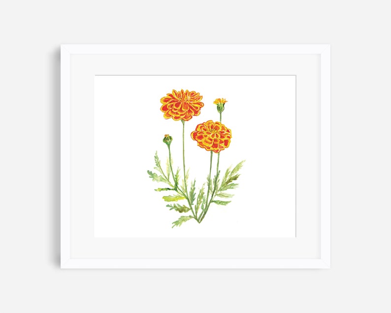 Marigold print, October birth flower print, botanical print, flower wall decor, orange floral wall art, nursery art, October birthday gift image 2