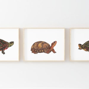Turtle prints, set of 3, painted turtle, box turtle, spotted turtle, wildlife print set, turtle nursery, nature nursery decor, turtle art
