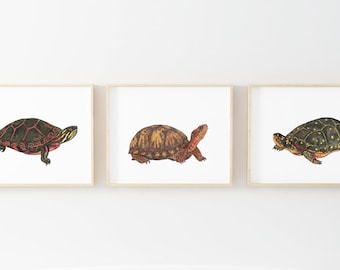 May include: Three framed illustrations of different turtle species. The first turtle has a red, black, and green shell. The second turtle has a brown shell with yellow markings. The third turtle has a green shell with yellow spots.