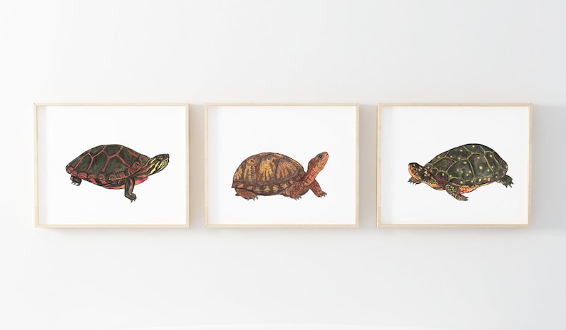 May include: Three framed illustrations of different turtle species. The first turtle has a red, black, and green shell. The second turtle has a brown shell with yellow markings. The third turtle has a green shell with yellow spots.