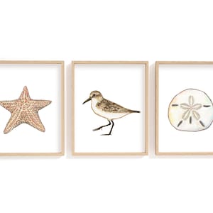 Juego de impresión de playa de 3, impresión sandpiper, impresión de estrellas de mar, impresión de dólar de arena, conjunto de arte de la pared de la playa, decoración de la casa de playa, arte de pared de vivero de playa