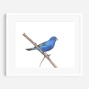 Indigo bunting print, Indigo bunting painting, blue bird art, bird prints, bird nursery art, woodland nursery art, bird decor, blue bird
