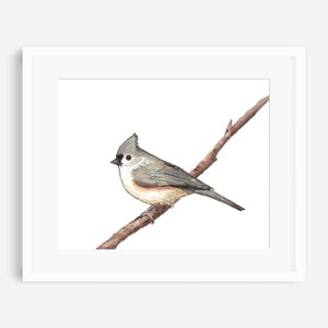Tufted titmouse print, tufted titmouse watercolor, titmouse print, titmouse painting, bird prints, bird decor, bird nursery art, bird art