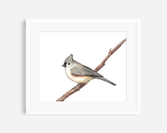 Tufted titmouse print, tufted titmouse watercolor, titmouse print, titmouse painting, bird prints, bird decor, bird nursery art, bird art