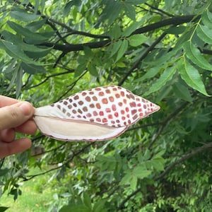 Puede incluir: Un primer plano de una concha con un patrón de manchas blancas y marrones. La concha está abierta y el interior es de color beige claro.