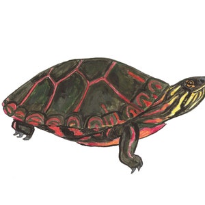May include: A painted illustration of a red-eared slider turtle with a dark green shell, red and yellow markings, and a yellow head. The turtle is walking on a white background.