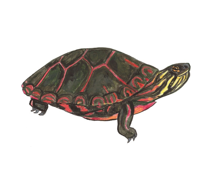 May include: A painted illustration of a red-eared slider turtle with a dark green shell, red and yellow markings, and a yellow head. The turtle is walking on a white background.