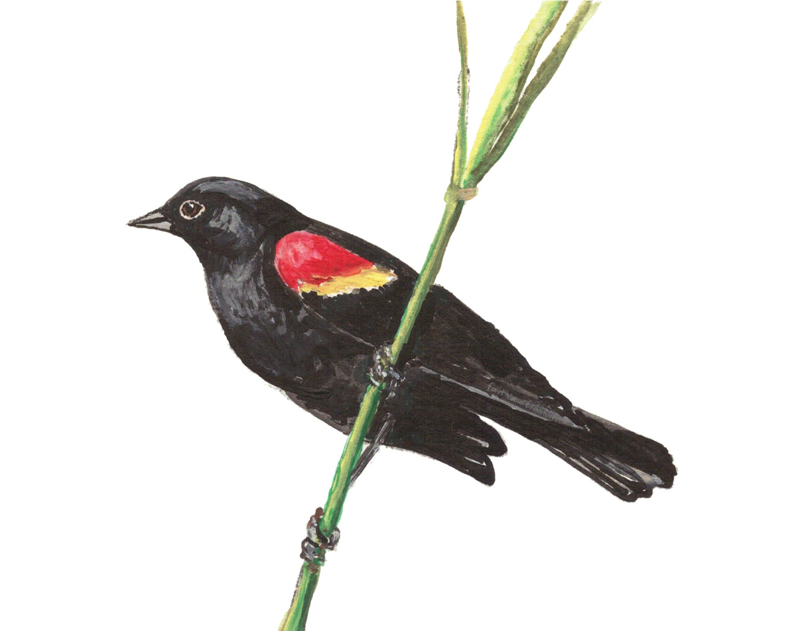 Red Wing Blackbird Print Red Wing Blackbird Blackbird Print - Etsy