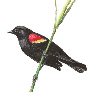 Red Wing Blackbird Print, Red Wing Blackbird, Blackbird Print ...