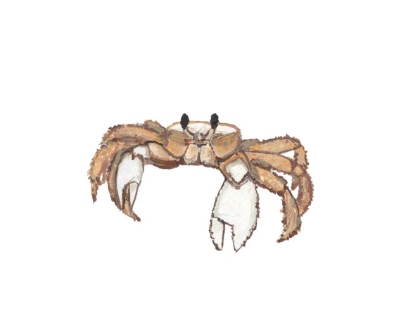 Ghost Crab Wildlife Beach Sea Large Poster Art Print in multiple sizes