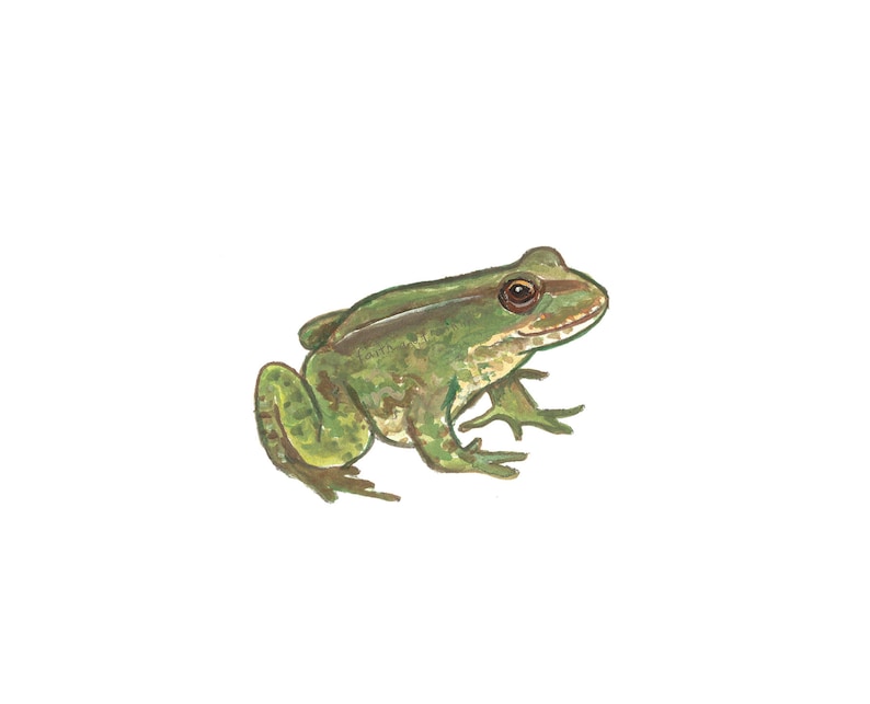 Outstanding frog decor for baby room Frog Theme Room Decor Print Wildlife Nursery Baby Boy Wall Art Painting Boys Forest Gifts Prints Collectibles Vadel Com