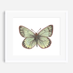 Butterfly print, green sulfur, green butterfly, butterfly painting, butterfly wall art, butterfly nursery art, butterfly decor, garden print