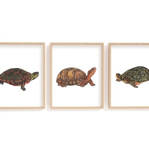 May include: Three framed illustrations of different turtle species. The first turtle is a red-eared slider with a green shell and red markings. The second turtle is a box turtle with a brown shell and yellow markings. The third turtle is a spotted turtle with a green shell and yellow spots.