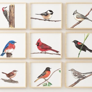 Bird print set, bird prints, bird prints wall art, set of 9, bird paintings, North American birds, bird decor, bird nursery art, bird art
