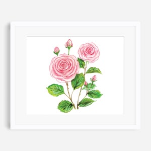 Op de afbeelding: Een aquarel schilderij van roze rozen met groene bladeren en stengels op een witte achtergrond.