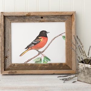 Oriole print, Baltimore orioles bird, Northern oriole, orange bird print, bird prints, oriole painting, bird painting, bird nursery art