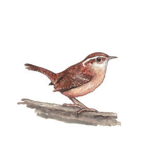 Wren print, Carolina wren, bird prints, bird art print, watercolor bird, bird decor, bird wall art, bird nursery art, jenny wren, nature art