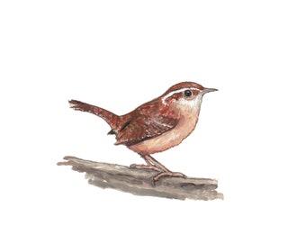 Wren print, Carolina wren, bird prints, bird art print, watercolor bird, bird decor, bird wall art, bird nursery art, jenny wren, nature art