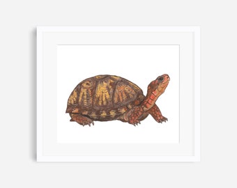 Box turtle print, box turtle art, box turtle painting, nature wall art, animal nursery, wildlife art, turtle wall art, kids room, nursery