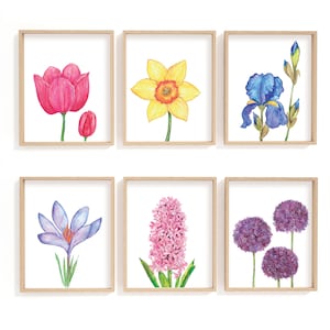Flower print set of 6, unframed bulb flower art prints, tulip, hyacinth, allium, daffodil, iris, crocus wall decor, pretty flower pictures