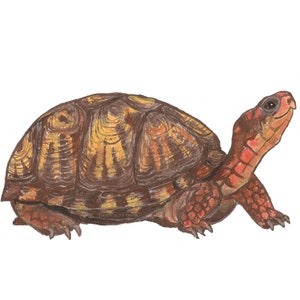May include: A brown and yellow painted turtle with a red head and legs. The turtle is walking on a white background.