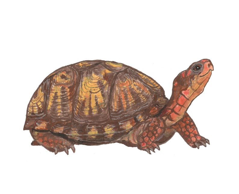May include: A brown and yellow painted turtle with a red head and legs. The turtle is walking on a white background.
